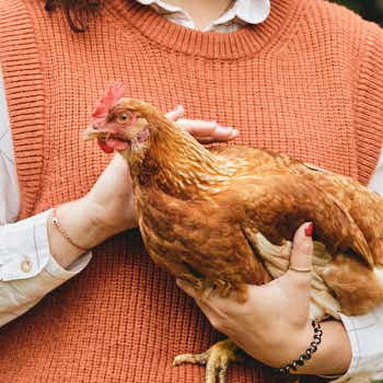 Promoting animal welfare