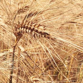Developing good farming practices