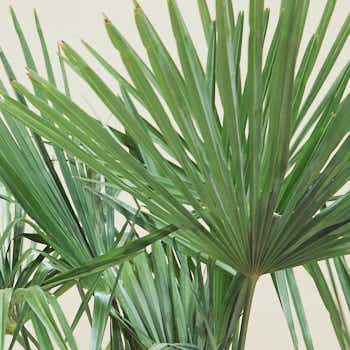 Stopping the use of palm oil